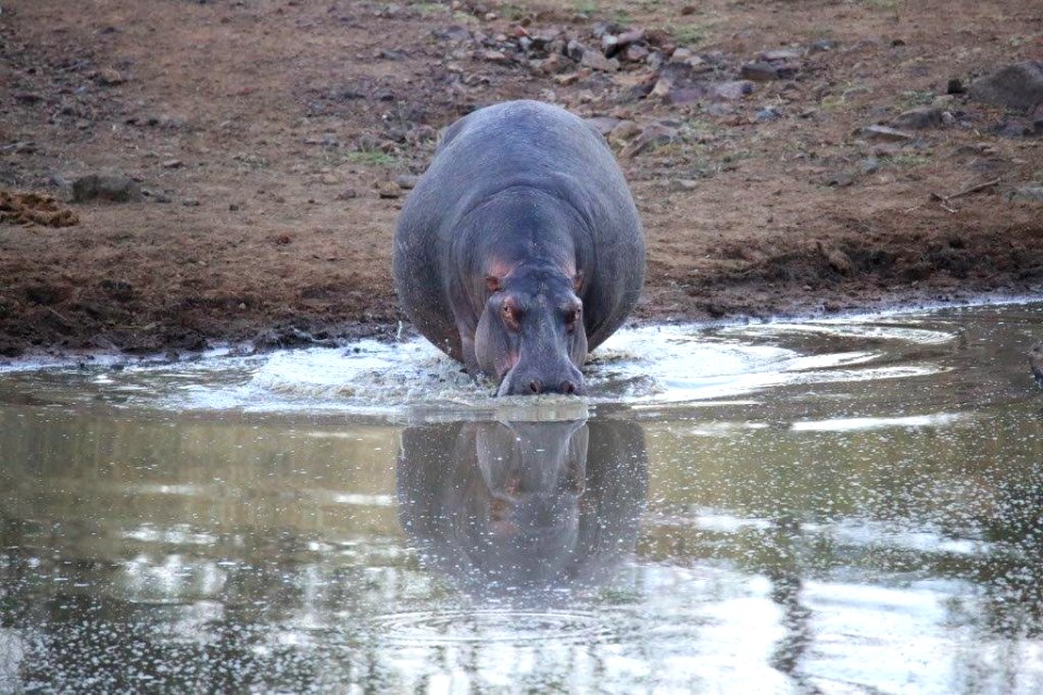 Hippo (6)