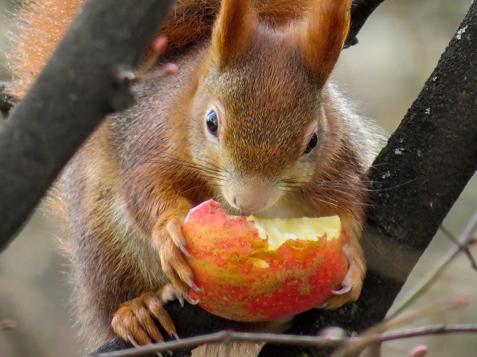 Eat tree spring