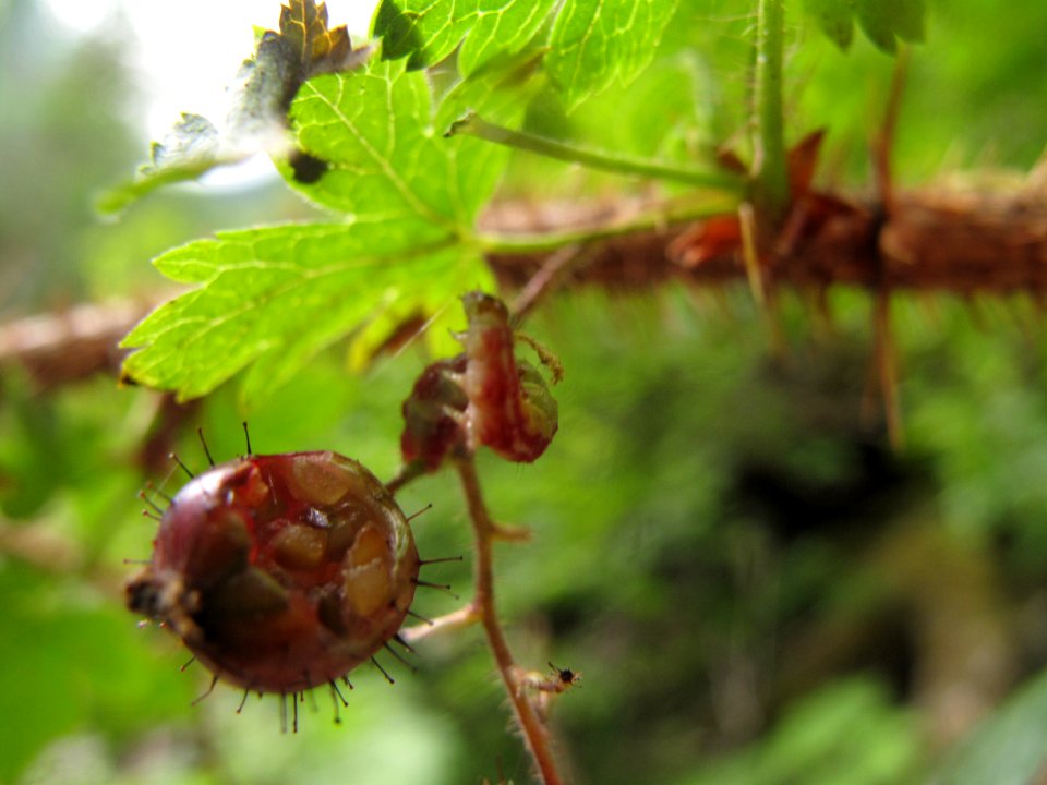Unknown larva on Ribes lacustre 2