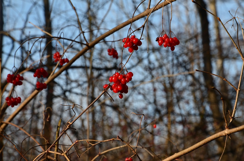 Forest plant fruit plant