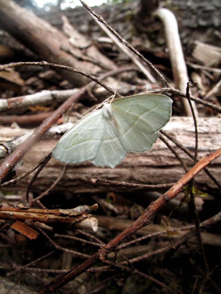 Campaea perlata 1
