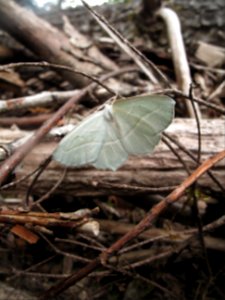 Campaea perlata 1