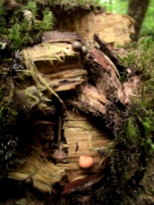 Lycogala epidendrum