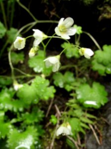 Romanzoffia sitchensis (Sitka mistmaiden)