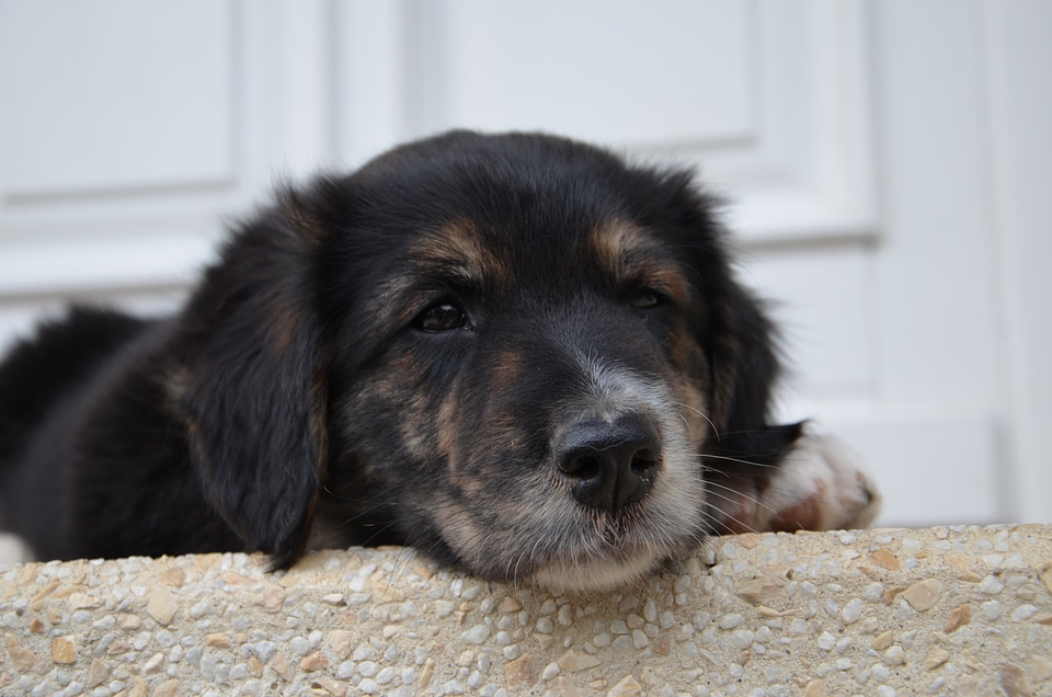 Young dog small dog animal portrait