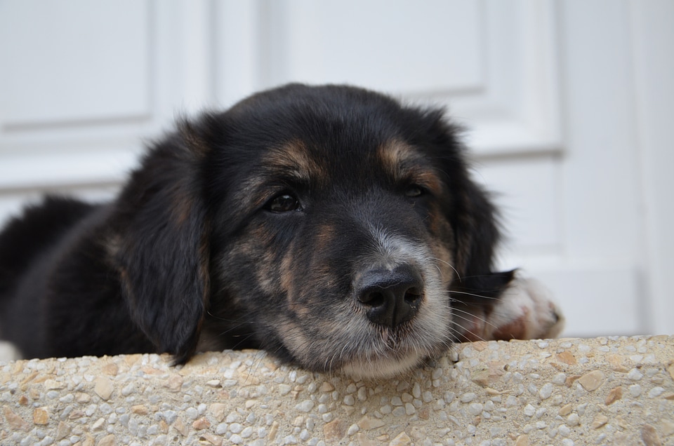 Young dog small dog animal portrait photo