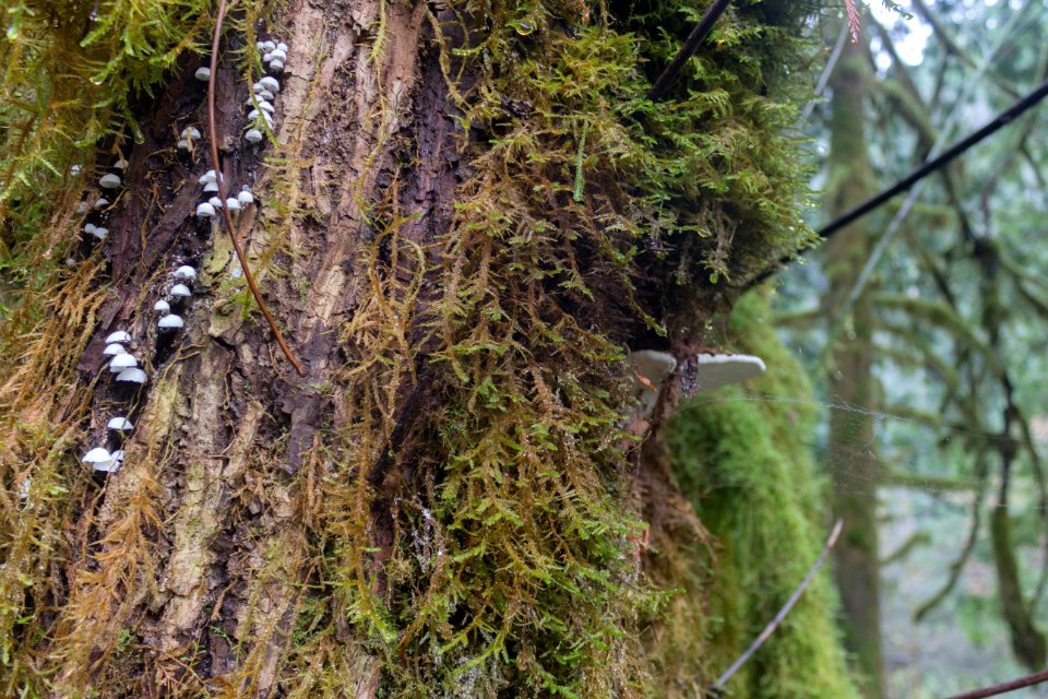 falls view canyon-upper big quilcene 7