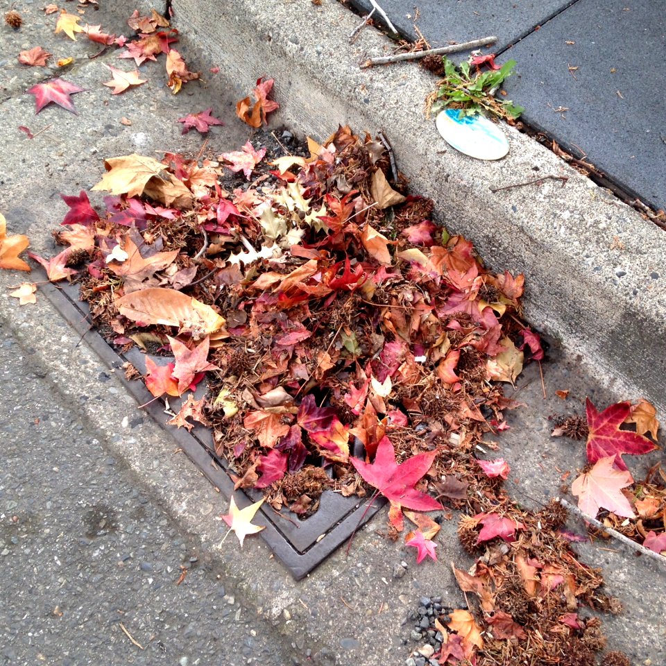 drain with leaves1