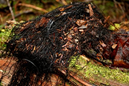 pile of Armillaria rhizomorphs