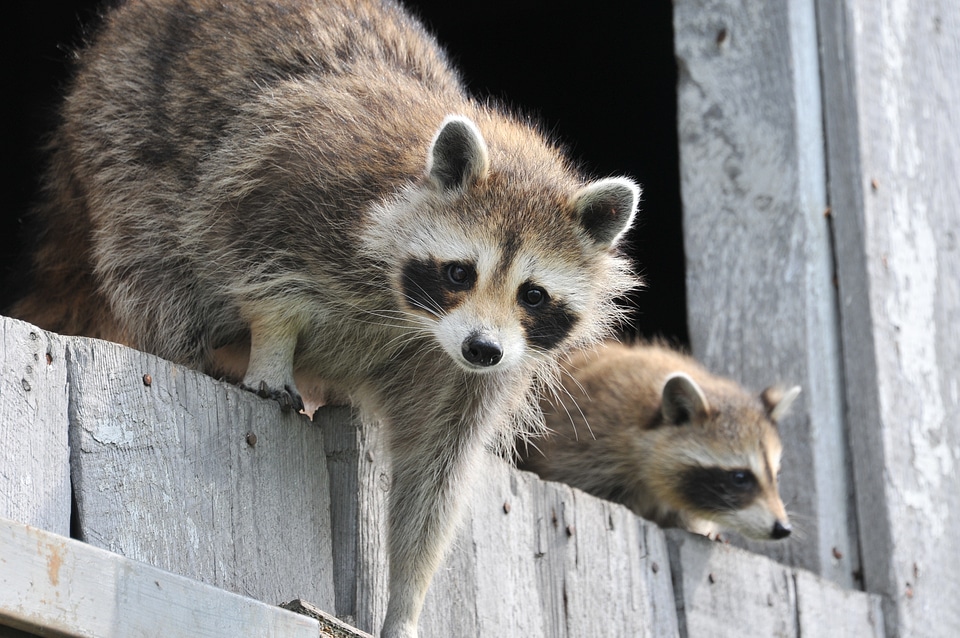 Funny adorable fur