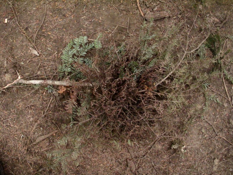 Witches' broom on Tsuga heterophylla