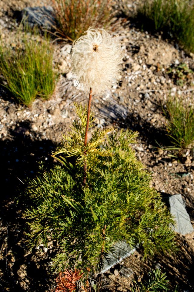 Anemone occidentalis