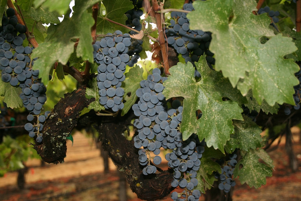 California winery grapevine