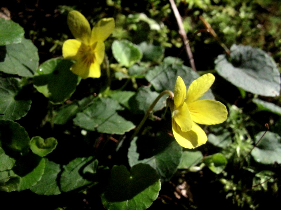 Viola sp.