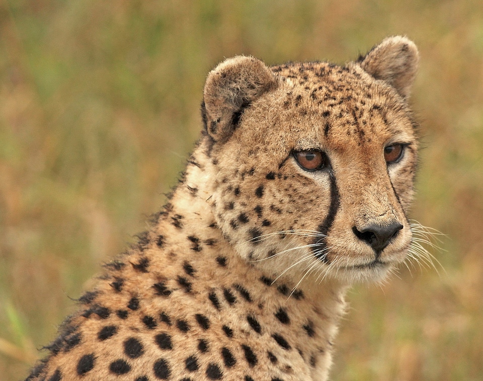 Wildlife big cat carnivore