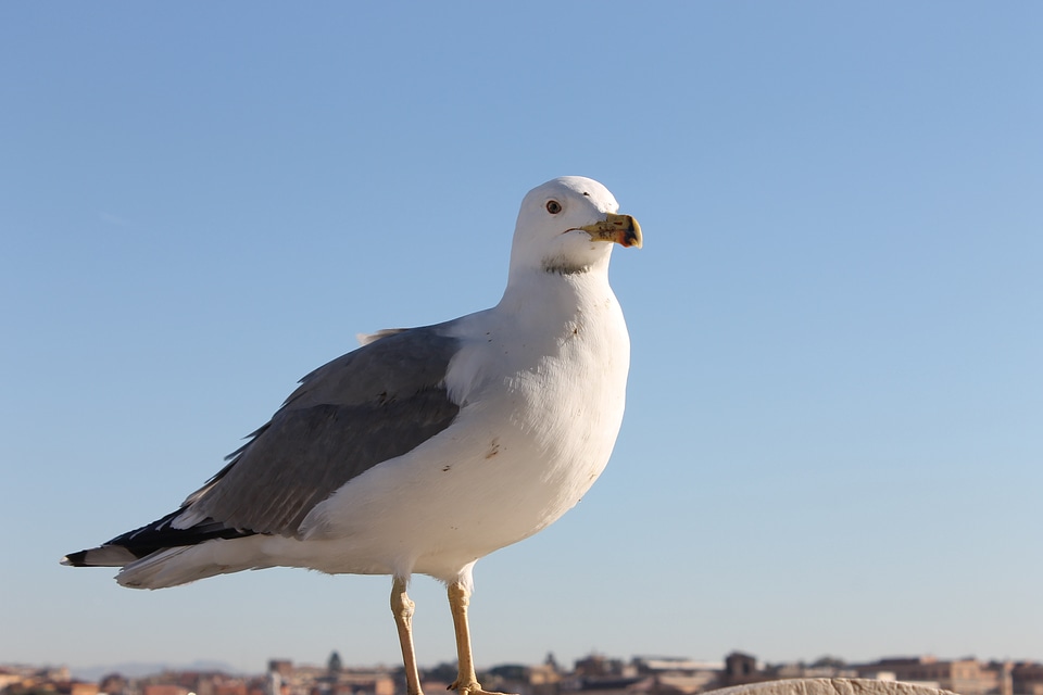 Bird seevogel sea