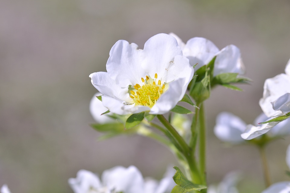 Bloom white spring