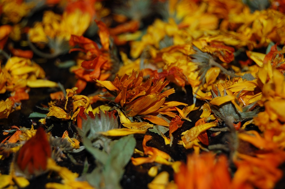Yellow red petal