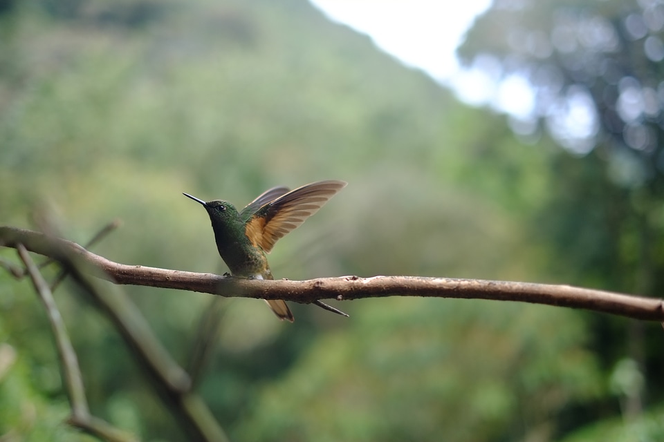 Hummingbird wildlife cute