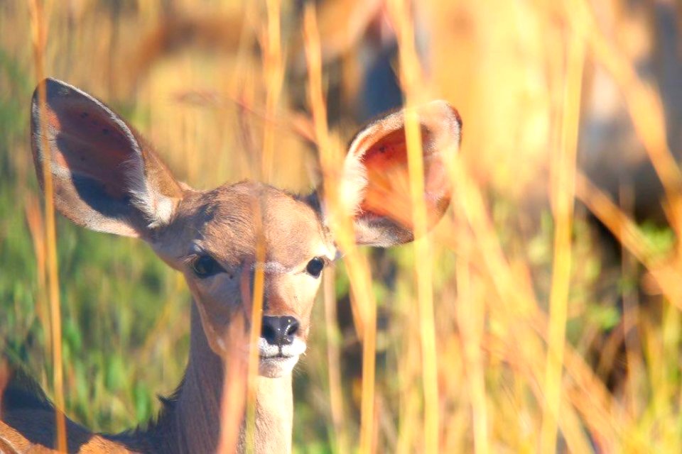 Baby Kudu 4