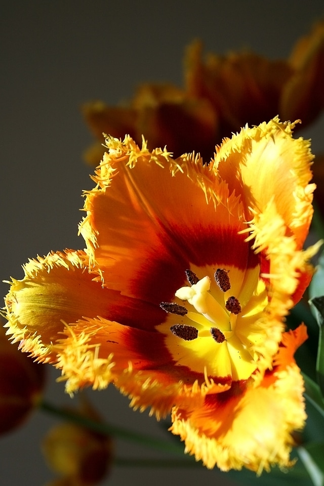 Flower life pistil