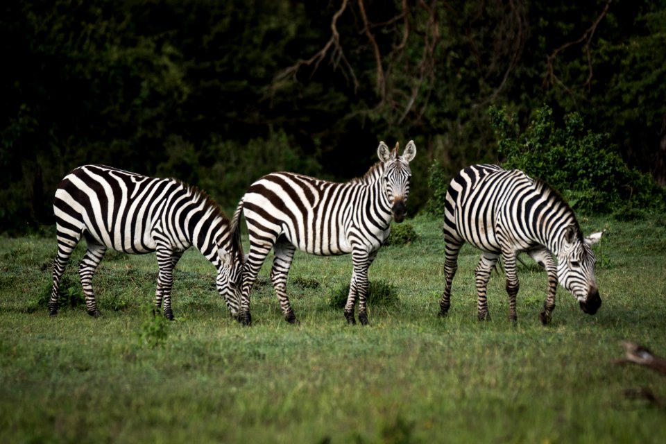 2015 06 13 Ol Kinyei Maasai Mara JPEG RESIZED 0024