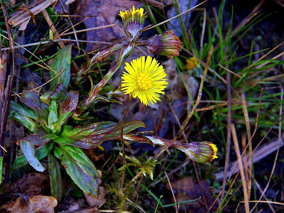 Klein hoefblad (Tussilago farfara)