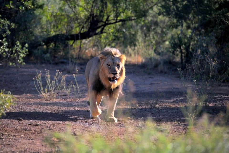 Lion 5