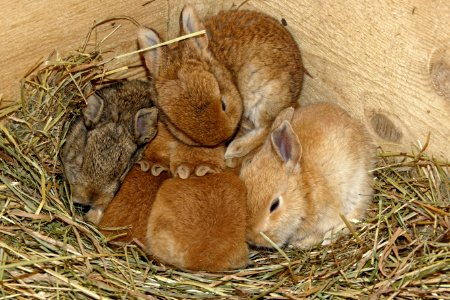 Cute baby rabbits photo