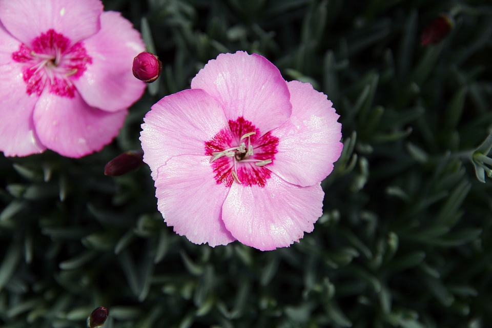 Blossom fragrance garden