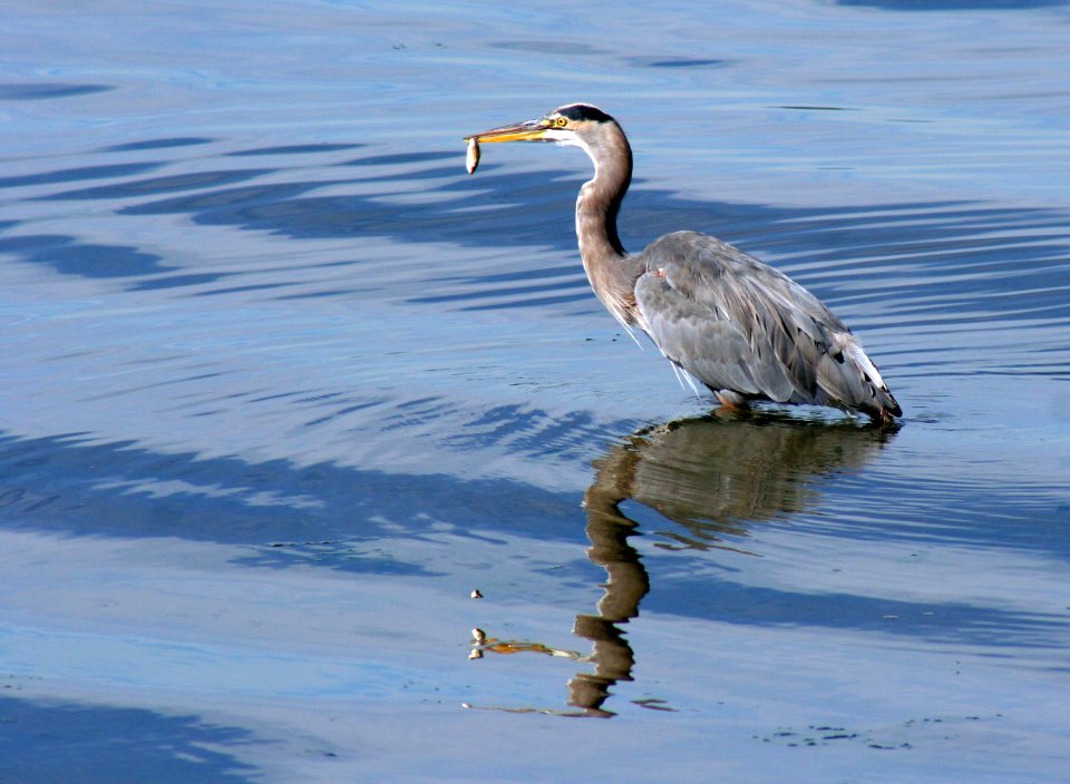Heron with fish