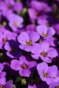 Summer garden petal