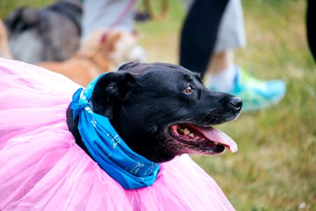 IschelleMartin-furry5k-133