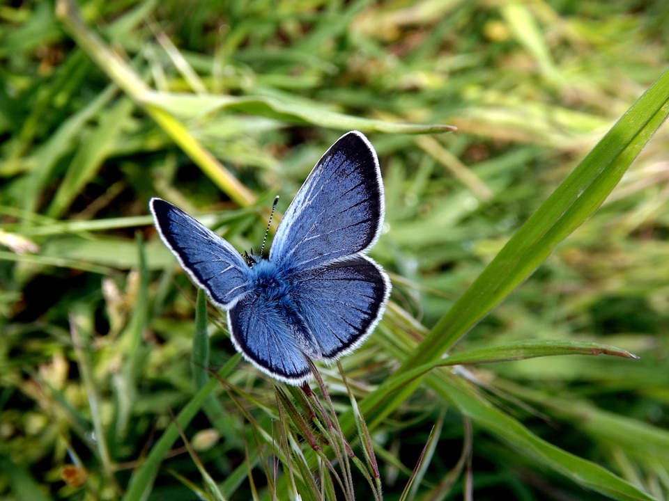 Insecta green nature