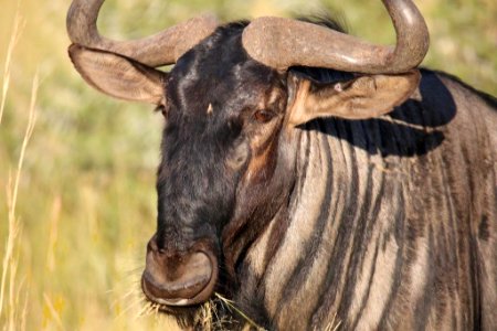 Blue Wildebeest 1