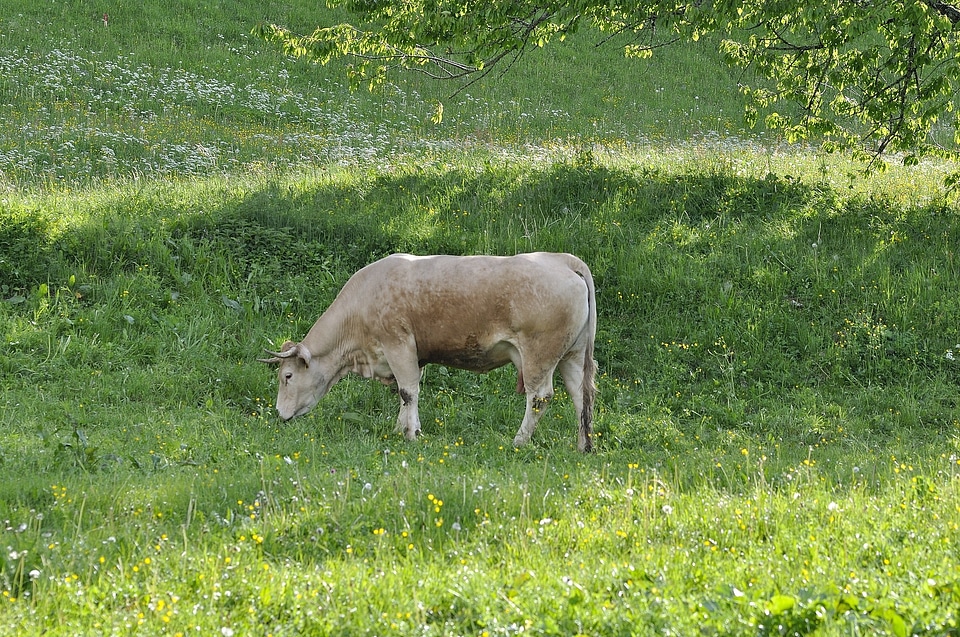 Livestock meadow grass