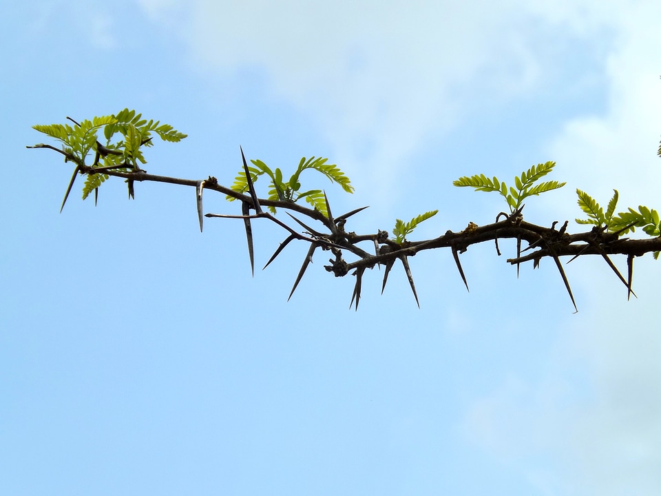 Tree sky plant