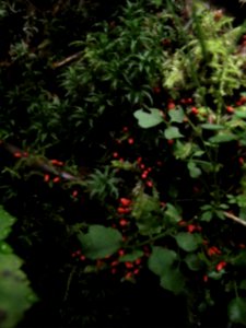 Unknown (red) slime mold amid moss