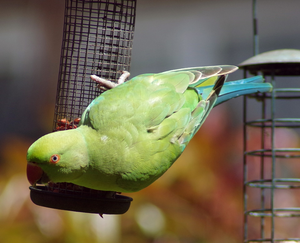 Ring-necked indian tropical