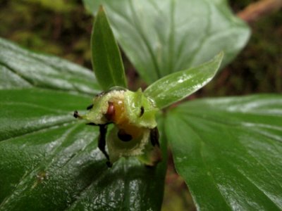 Trillium ovatum, fruit & seeds