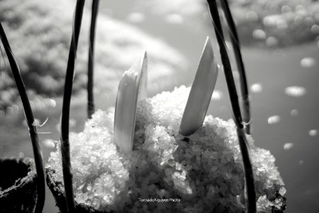 SALT FIELD