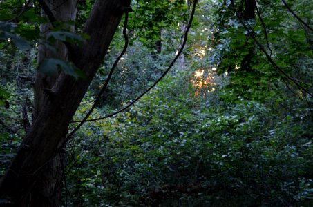 Magic Forest