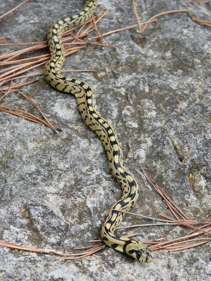 Snake yellow forest