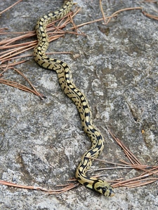 Snake yellow forest
