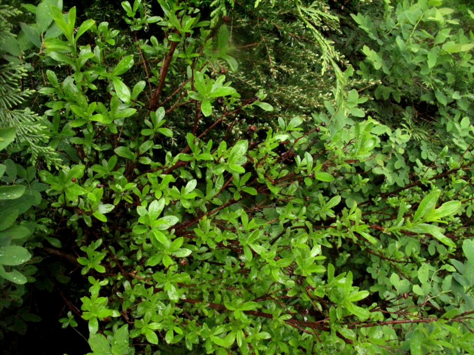 Cladothamnus pyroliflorus Copper bush 2