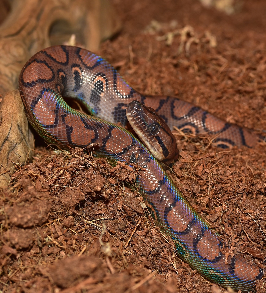 Scale brazilian red rainbow boa close up
