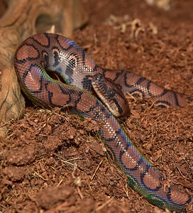 Scale brazilian red rainbow boa close up
