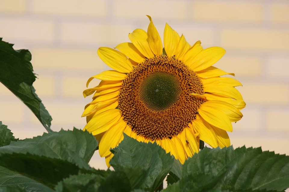 Sunflower flower yellow photo