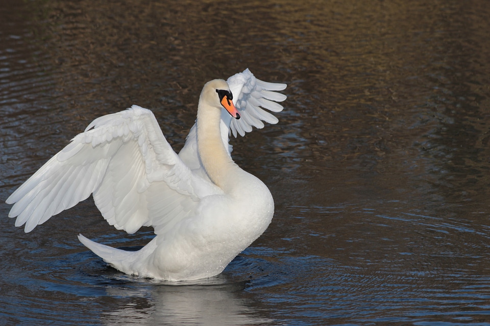 Bird swan frühlingsanfang