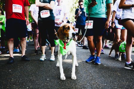 Furry 5K 2019